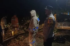 Puluhan Batang Pohon Bambu Tumbang ke Jalan, Akses Cianjur - Sindangbarang Lumpuh
