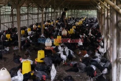 Perdana, RI Ekspor 23.000 Ekor Ayam Hidup ke Singapura