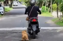 Seret Anjing Pakai Motor, Perempuan di Bali Jadi Tersangka