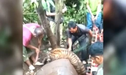 Harimau Sumatera Kritis setelah Terjerat Perangkap Babi di Kebun Warga