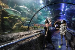 6 Perbedaan Jakarta Aquarium dan Sea World Ancol, Nomor 1 dan 2 Paling Mencolok