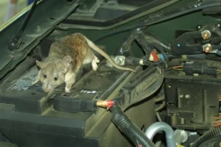 7 Cara Ampuh Mengusir Tikus dari Mesin Mobil