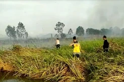 Titik Api Bermunculan di Tanah Laut, 100 Hektare Lahan Terbakar dalam Sepekan