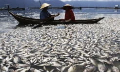 Arab Saudi Buang Limbah Nuklir di Laut Yaman, Sebabkan Kematian Ribuan Ton Ikan