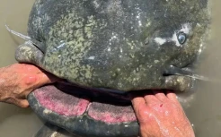 Pemancing Tangkap Lele Raksasa Sepanjang 9,3 Kaki di Sungai Po Italia