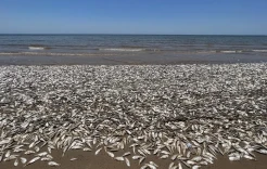 Ribuan Ikan di Pantai Texas Mati Kekurangan Oksigen Bawah Laut