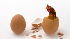 Ilmuwan Klaim Temukan Jawaban Lebih Dulu Mana, Telur atau Ayam?