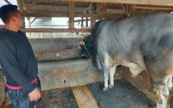 Sapi Berbobot 940 Kg dari KBB Jadi Hewan Kurban Presiden Jokowi