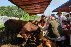 DPKP Prediksi Kebutuhan Hewan Kurban di Tangerang Naik 10 Persen