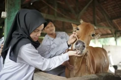 Prospek Kerja Prodi D4 Teknologi dan Manajemen Ternak Sekolah Vokasi IPB