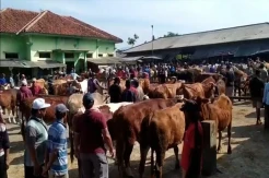 Ratusan Sapi di Banjarnegara Ditemukan Terinfeksi LSD, Petugas Perketat Pengawasan