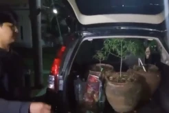 Gerebek Rumah Mewah di Gowa, Tim Ditreskoba Polda Sulsel Temukan Budidaya Ganja