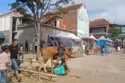 Viral Sapi Kurban Ngamuk saat Akan Disembelih di Garut, Tabrak Sejumlah Warga di Jalan