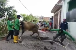 Sapi Kurban di Surabaya Ngamuk, Tendang Juru Sembelih hingga Terpental