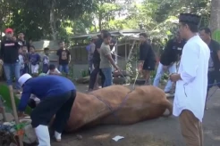 Berkurban Sapi Seberat 1 Ton, Bacaleg Partai Perindo Oni Suwarman: Mudah-mudahan Bermanfaat