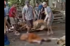 Menyayat Hati, Kakek Soleh Meninggal saat Melihat Sapi Peliharaannya Disembelih untuk Kurban