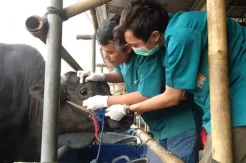 Awas! Sejumlah Hewan Kurban di Jepara Terinfeksi Cacing Hati