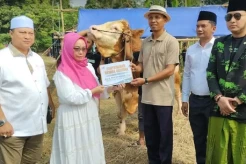 Serahkan Sapi Kurban Seberat 1,6 Ton, Bacaleg Perindo Ratu Siti Romlah: Ini Murni Ibadah
