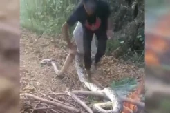 Mengerikan! Bocah 9 Tahun di Muna Tewas Diterkam Ular Piton saat Tertidur Pulas