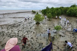 IMPACT Dorong Kesadaran Global Lestarikan Mangrove agar Tetap Sehat dan Berkembang