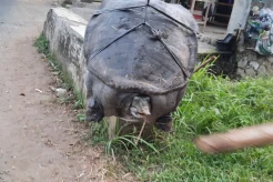 Warga Purwakarta Dihebohkan Temuan Kura-Kura Moncong Babi di Selokan