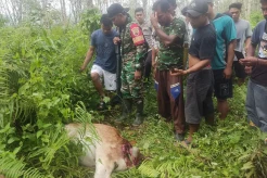 Diserang Harimau Sumatera, 2 Sapi Milik Warga di Madina Mati Mengenaskan