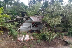 Madina Gempar! 4 Penambang Emas Tewas Tertimpa Pohon Tumbang