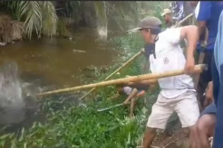 Mengerikan! Warga Mamuju Tengah Tewas Diterkam Buaya saat Cari Pakan Ternak