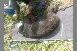 BKSDA Evakuasi Beruang Madu Terjerat Perangkap Babi di Bener Meriah Aceh
