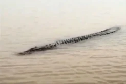 Ngeri! Buaya Muara 6 Meter Muncul di Sungai, Warga Banyuasin Resah