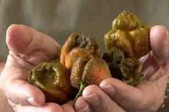 Geser Carolina Reaper, Pepper X Kini Jadi Cabai Terpedas di Dunia