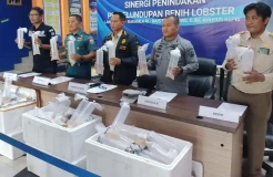 Penyelundupan Benih Lobster Rp19 Miliar ke Malaysia Berhasil Digagalkan