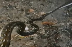 Setelah King Kobra, Ular Sanca Kembang 3 Meter Ngumpet di Tumpukan Bambu Resahkan Warga Garut
