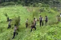 Wow! Ada Ladang Ganja di Madina, Luasnya Capai 5 Hektare