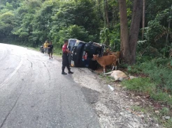 Tak Kuat Nanjak, Pikap Bermuatan Sapi Terguling hingga Tabrak Pohon di Jalan Trans Sulawesi