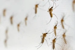 Metode Wolbachia Jadi Kontroversi, Peneliti UGM: Bukan Hasil Rekayasa Genetik