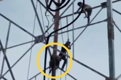 Panik Diguncang Gempa, Pekerja Tower di Ternate Tewas Terjatuh