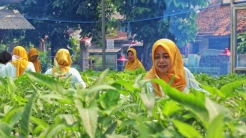 Sukses Bertani di Kota bersama BRI, Kisah Mrican Caturtunggal di Yogyakarta