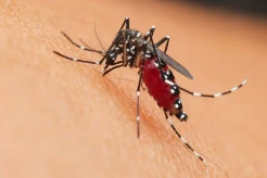 Wolbachia Bisa Mengatasi DBD? Begini Penjelasan WHO