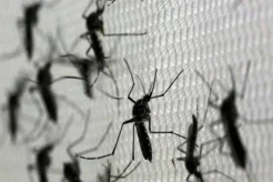 Dinkes Bandung Klaim Program Nyamuk Wolbachia untuk Berantas DBD di Ujungberung Aman