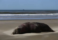 Misteri Kematian 1.000 Anjing Laut di Brazil, Diduga Akibat Flu Burung
