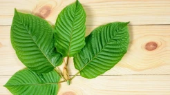 Polemik Kratom, Tanaman Herbal yang Viral Karena Masuk Kategori Narkotika