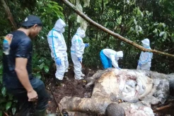 Memilukan! Induk Gajah Sumatera Berusia 20 Tahun Tewas Ditembak Pemburu Gading