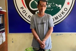 Penjaga Malam Ini Nekat Tanam Ganja di Kantor Camat Mukomuko, Gak Bahaya Ta?