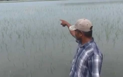 Terendam Banjir, Ribuan Hektare Sawah di Mesuji Terancam Gagal Panen