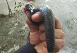 Merinding! Ular Kobra Hitam Nongol di Atap Rumah Warga Palangkaraya