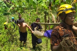 Dramatis, Petugas Damkarmat Bojonegoro Evakuasi Buaya Sepanjang 2,5 Meter