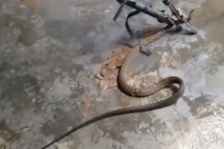 Merinding! Ular Hanjaliwan 1 Meter Masuk Barak, Warga Palangkaraya Panik