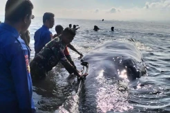 Paus Sepanjang 15 Meter Terdampar di Lombok Timur, Ini Penampakannya