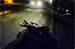 Tragis! Nyalip di Tikungan, Pengendara Motor Tewas Tabrak Truk